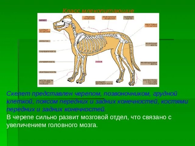 Грудной отдел скелета млекопитающих. Опорно-двигательная система животных строение и функции. Опорно двигательная система класса млекопитающие 7 класс. Функции опорно двигательной системы млекопитающих 7 класс. Строение опорно-двигательного система млекопитающих 7 класс.