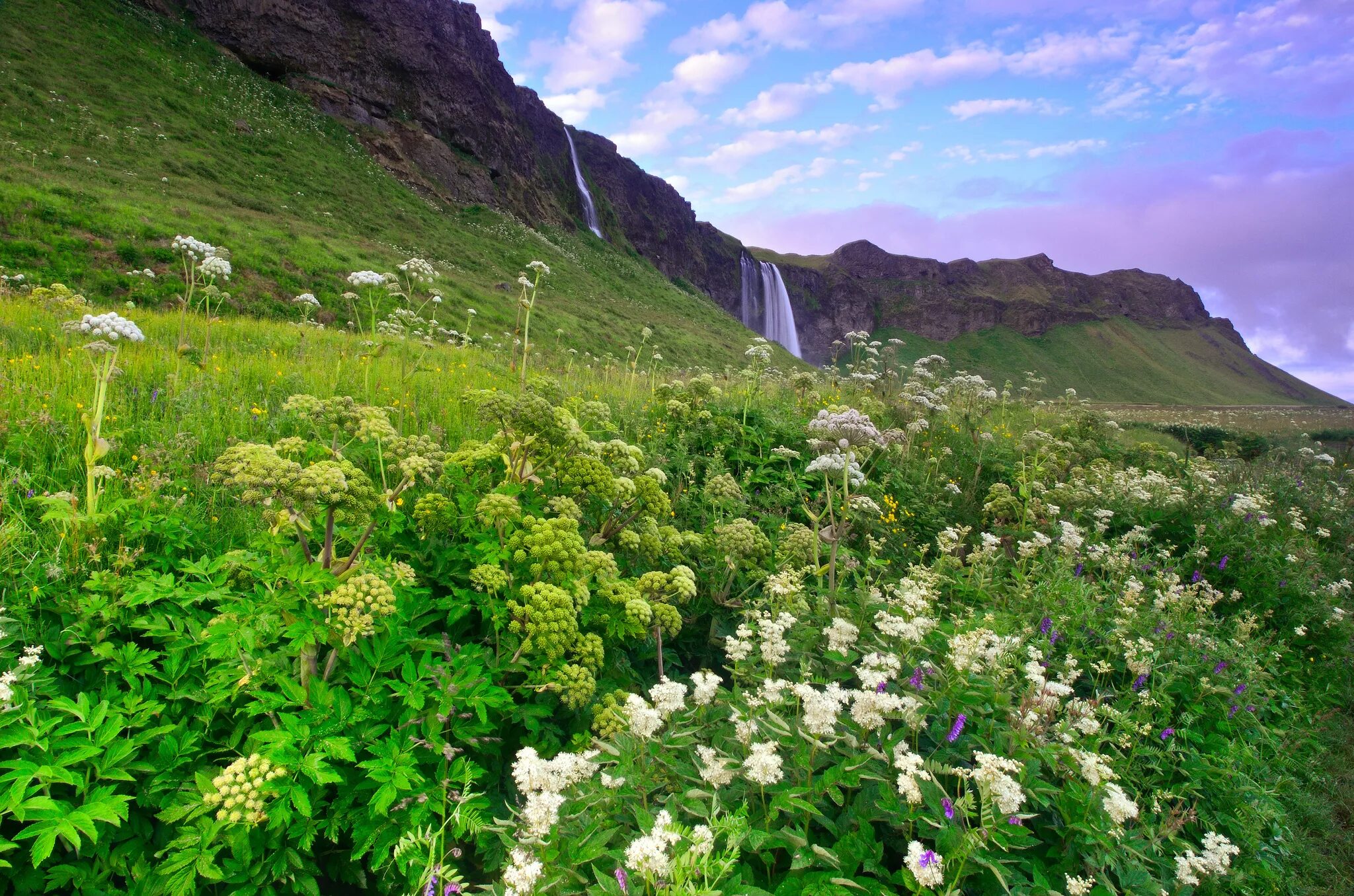 Природа культуры является. Исландия зелень холмы горы. Луга Исландии. Исландия горные Луга. Растения Исландии.