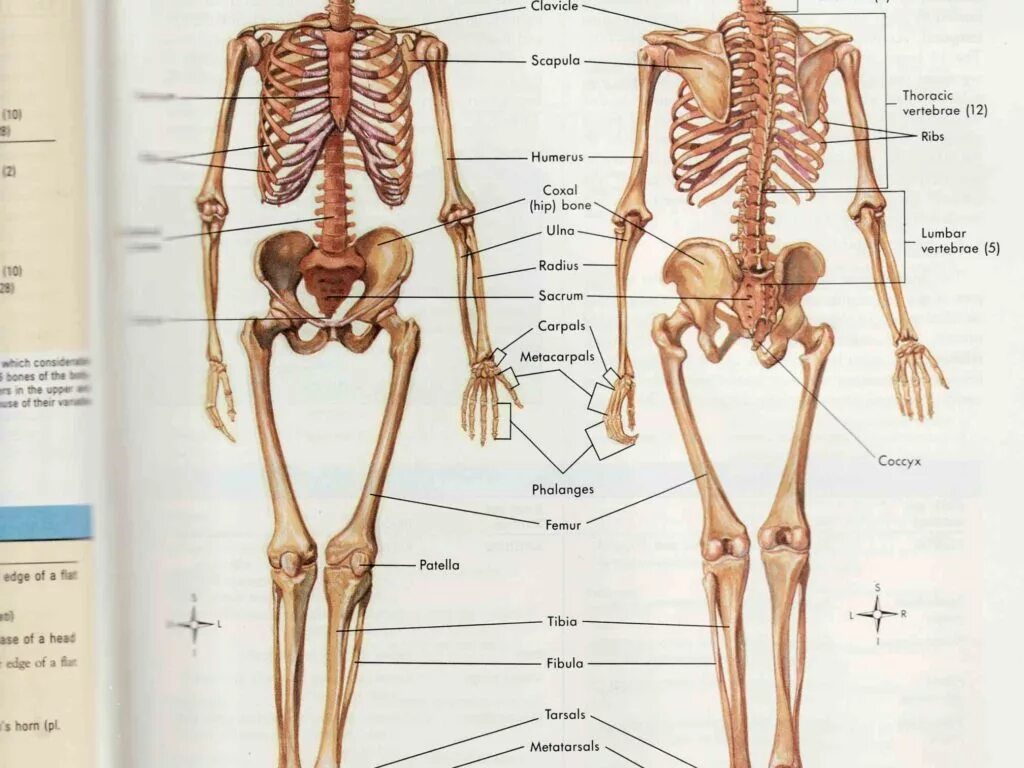Женский скелет анатомия. Размеры скелета человека. Скелет человеческий с описанием. Женский скелет человека с названием костей. Самая крупная кость скелета