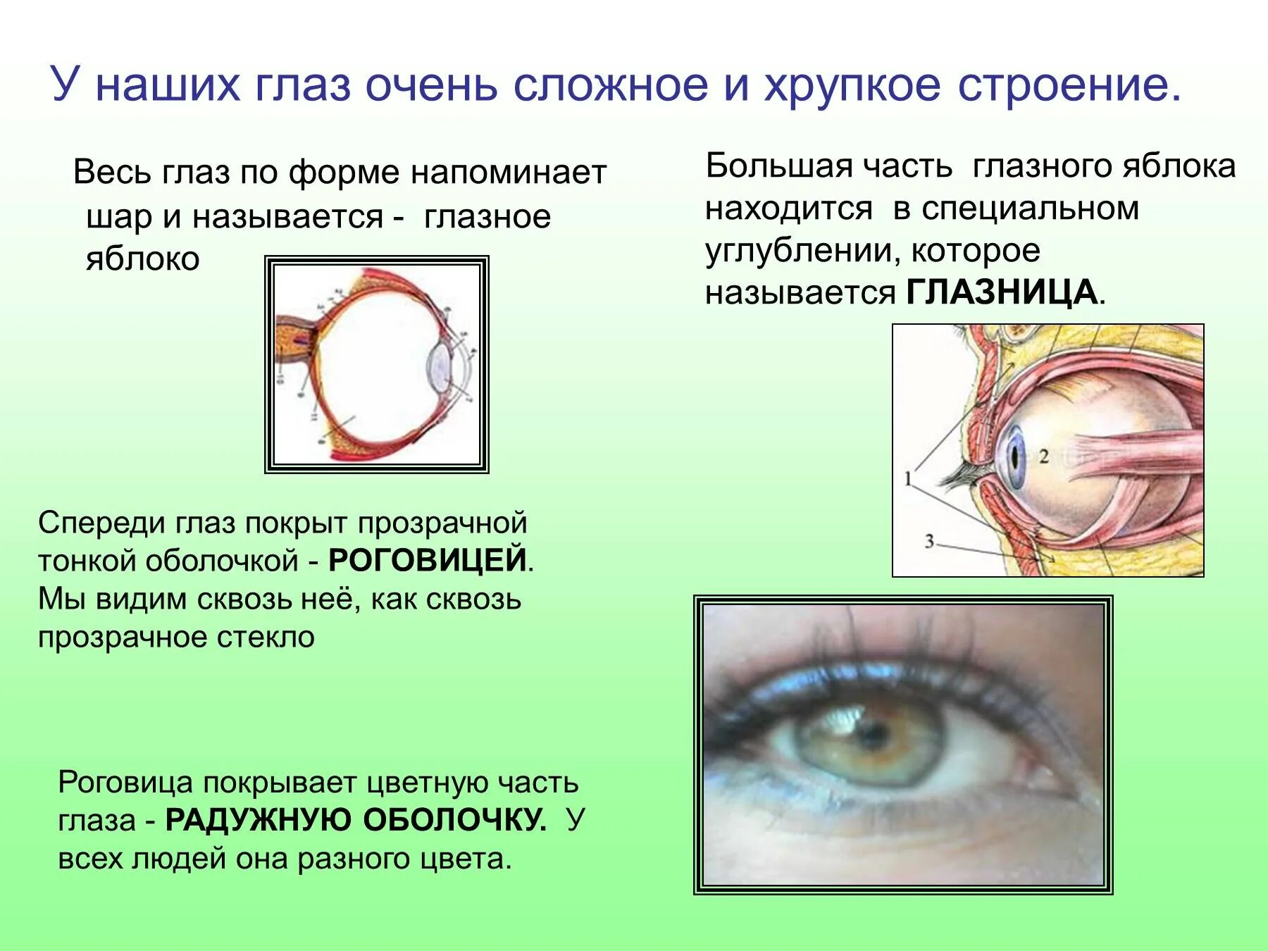 История глазок. Орган зрения строение глаза. Глаз строение глаза. Глаз презентация 4 класс. Строение глаза слайд.