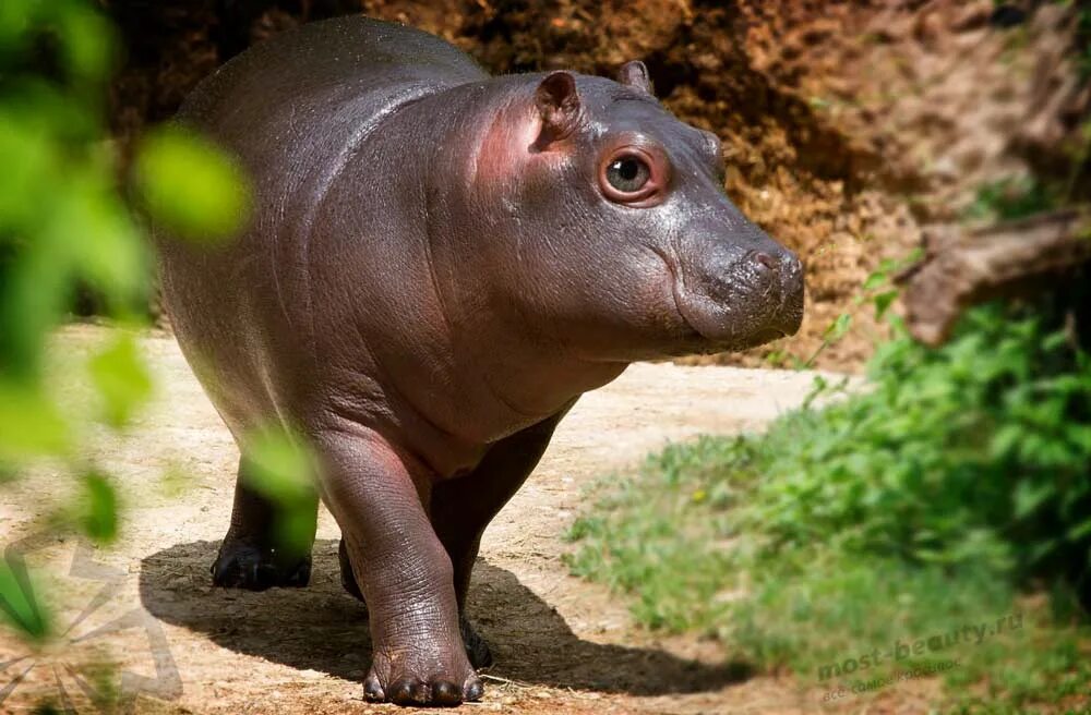 Масса различных животных. Какое животное весит. Вес животных. Масса животных таблица. Какое животное весит.