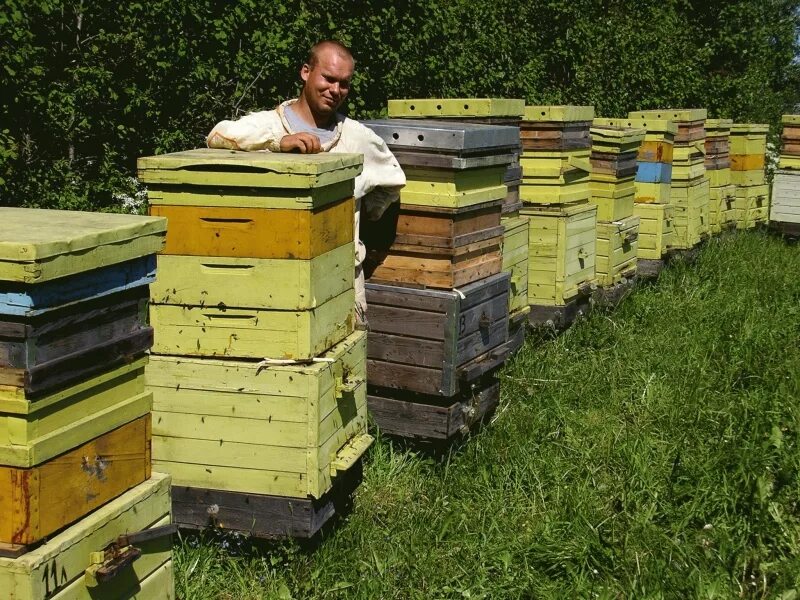 Пасечник на пасеке. Украинские пчеловоды. Пчеловод петрозаводск. Магазин для пчеловодов. Ульи для пчел.