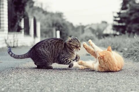 2 кошки играют