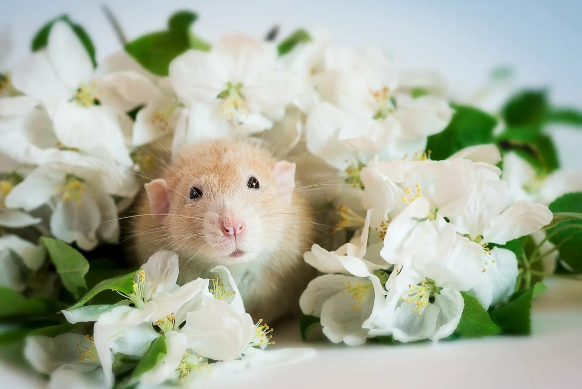 Мыши весной. Белый мышонок. Красивый хомяк. Хомячок с цветами. Милые мышки.