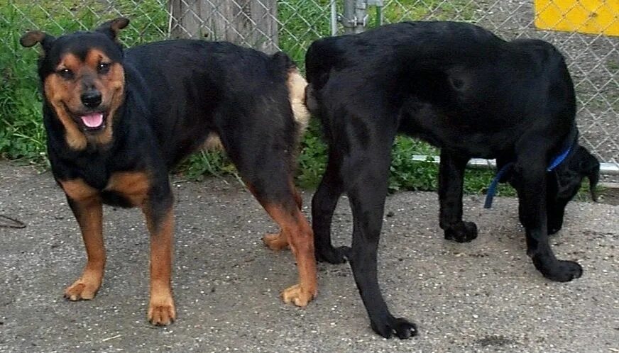 Радужные молнии фурнитура. Застежки на вязаных изделиях. Качественные железные застежки. Молния в вязаном изделии. Вязка крупных собак.