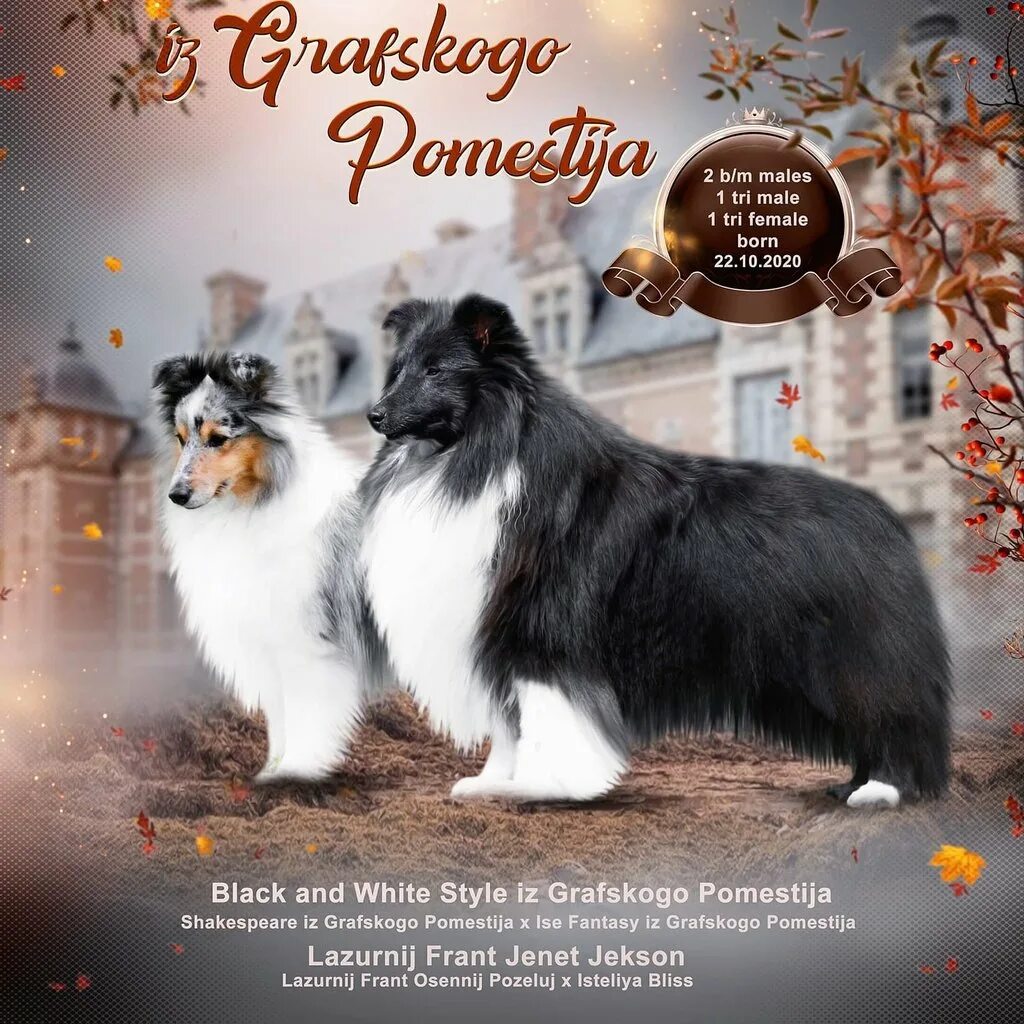 шелти собака питомник графское поместье. графское поместье питомник шелти. цирцея из графского поместья. графское поместье питомник шелти. питомник пятый элемент шелти.