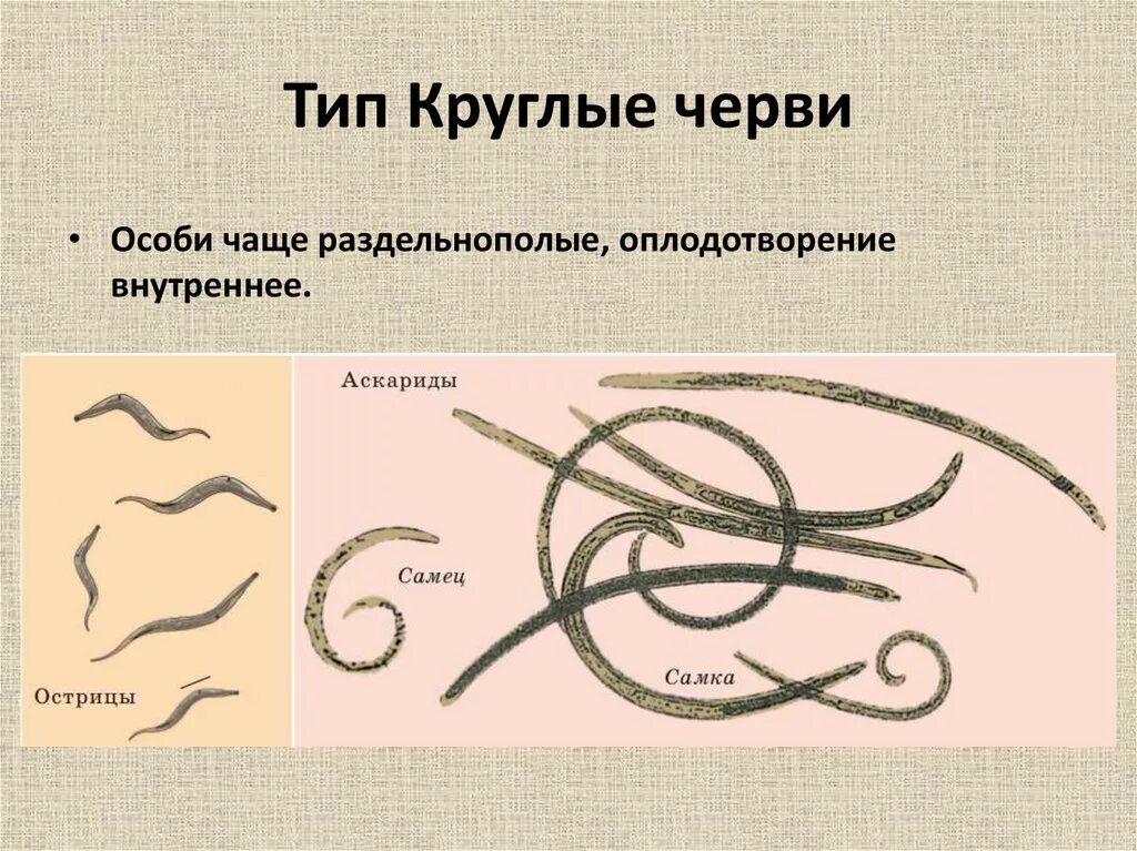 Круглые черви примеры названия. Круглые черви паразиты представители. Тип круглые черви представители. Представители животных типа круглые черви. Тип класс представители круглых червей.