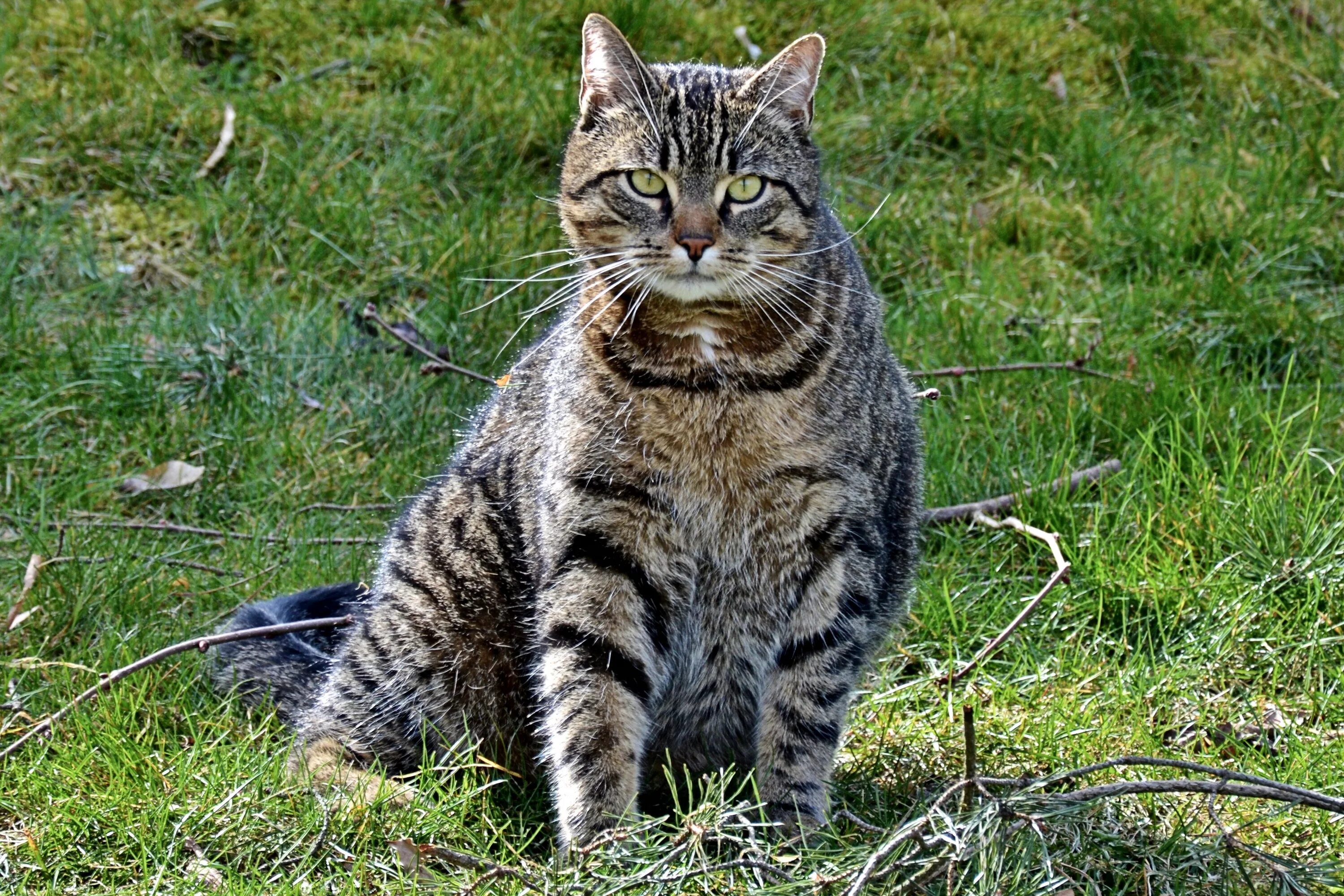 Кот тримот