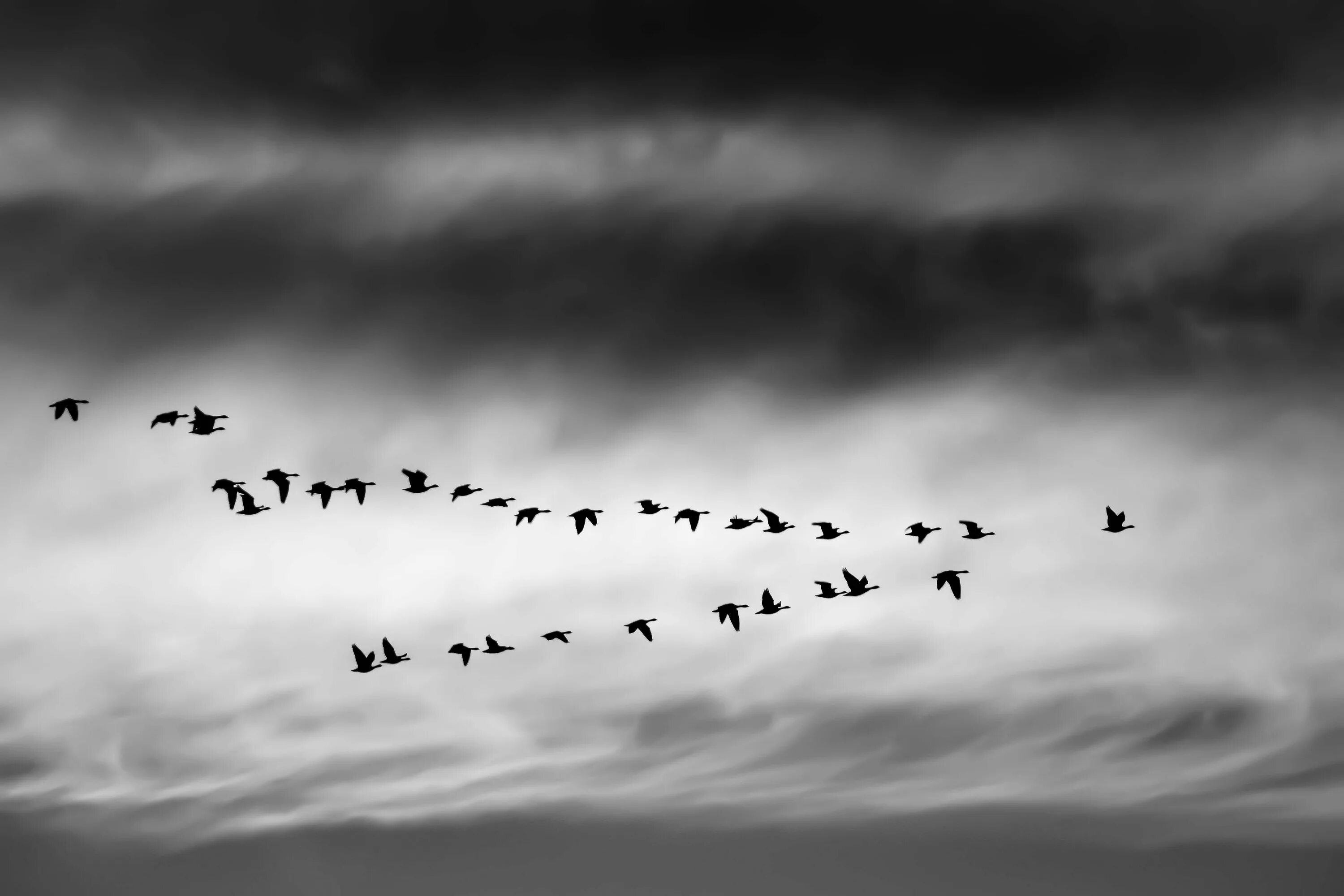 Стая черных птиц. Стая птиц. Птицы в небе. Птицы улетают. Вороны в небе.