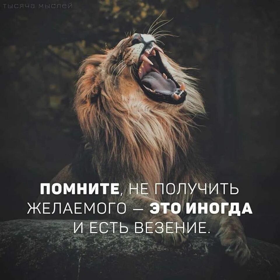 Продолжите фразу льва. Лев цитаты. фразы про львов. афоризмы про львов. высказывания про льва.