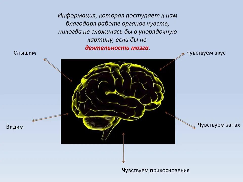 Информация от органов чувств поступает в. Вся информация от органов чувств стекается в. Мозг информация от органов чувств. В какой отдел мозга поступает информация от органов чувств.