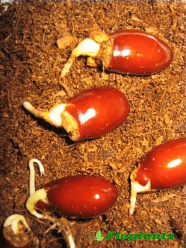 Как вырастить семена личи. Пророщенная косточка личи. косточка личи прорастить. проращивание косточки личи. семена личи прорастить.