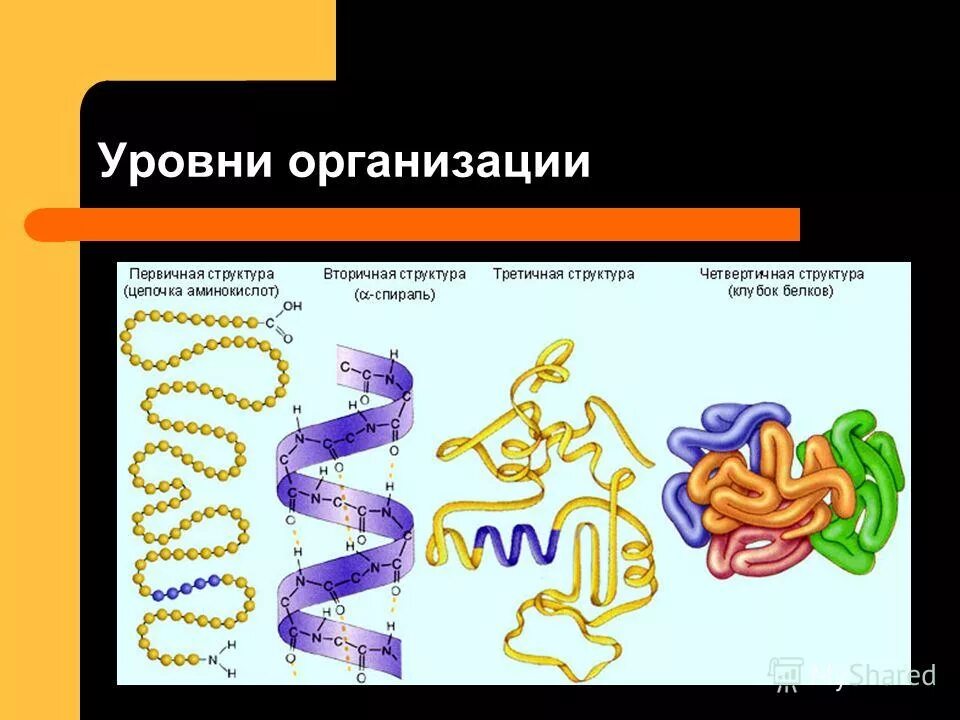 Белок основа жизни проект