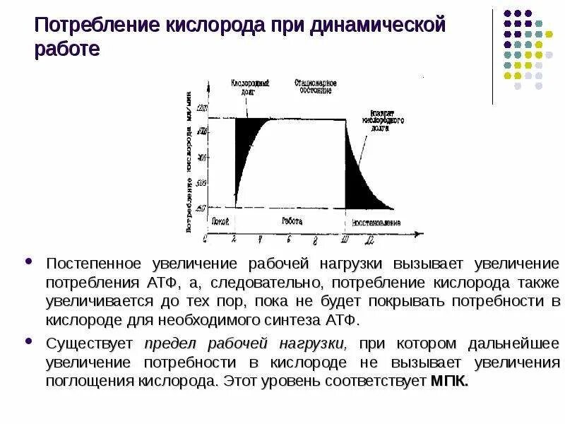 При физических нагрузках потребление кислорода. Динамика потребления кислорода при физической работе. потребление кислорода при работе. потребление кислорода при физической нагрузке. потребление кислорода при мышечной деятельности.
