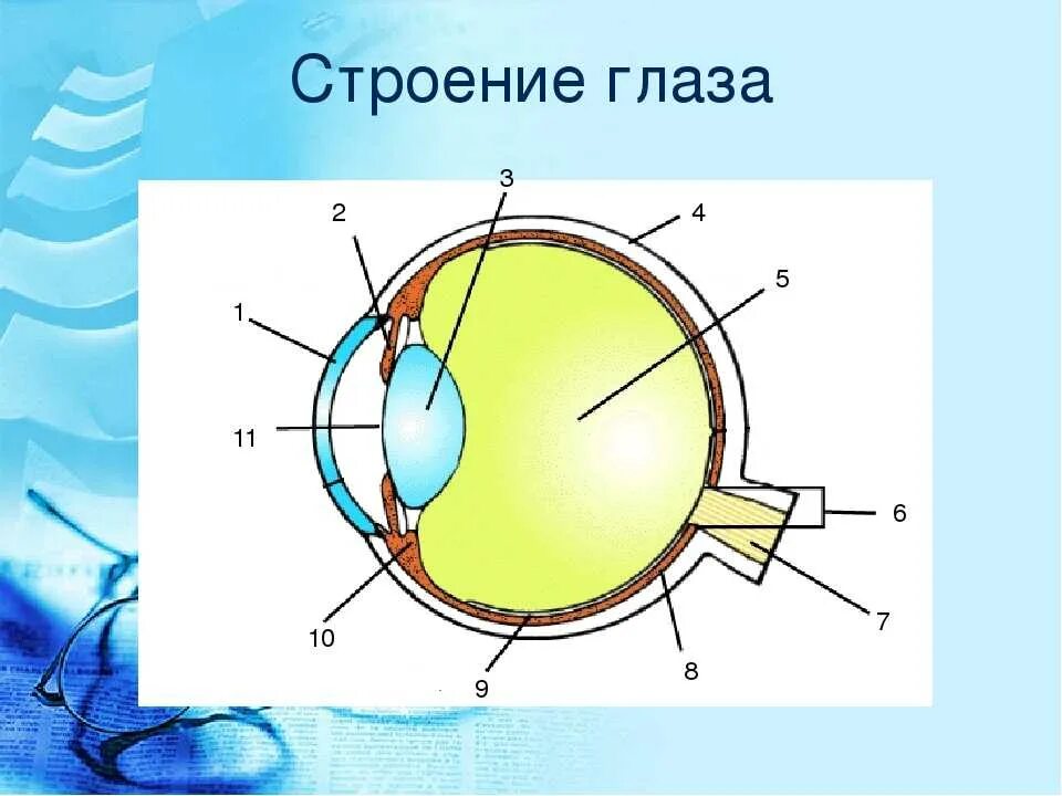 Элементы глаза. Строение глаза сбоку. Строение глаза вид спереди. Строение глаза человека схема. Строение зрительного анализатора глазное яблоко.