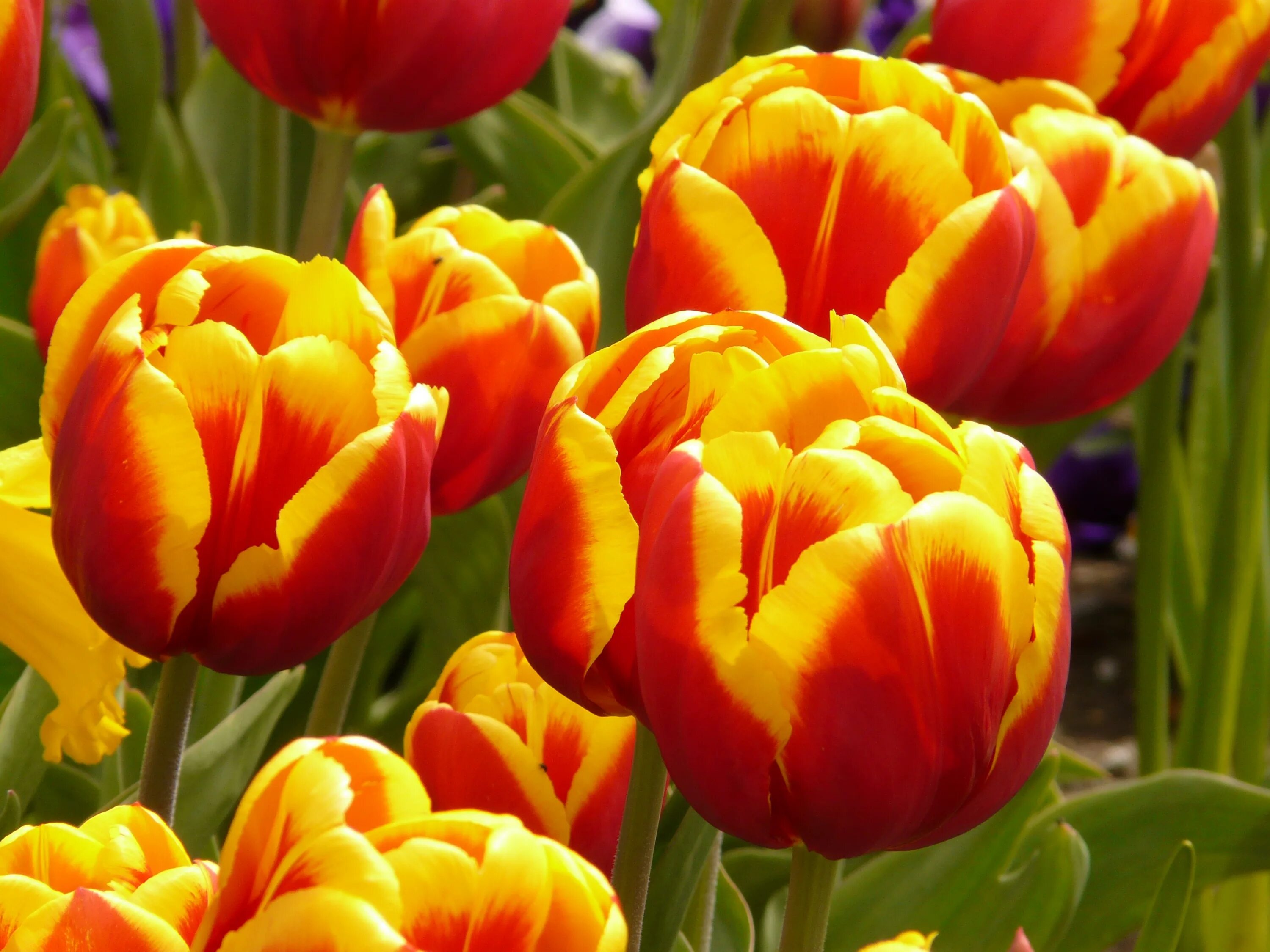 Покажи цветы тюльпаны. Тюльпан Оксфорд Уандер. Тюльпан оранж Джус. Тюльпан Биг Чиф. Тюльпан оранж Дрим.