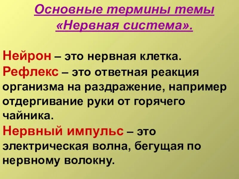 Термины 8 класса. Термины по теме нервная система. термины по биологии нервная система. основные понятия нервной системы. термины нервной системы биология 8 класс.