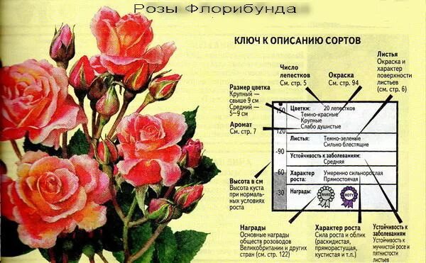 Как отличить розы. Отличие чайно-гибридной розы от флорибунды.