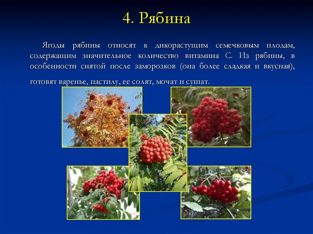 Рябина живет столько же сколько. Плоды рябины. Рябина растение. Рябина обыкновенная плоды. Рябина вид плода.