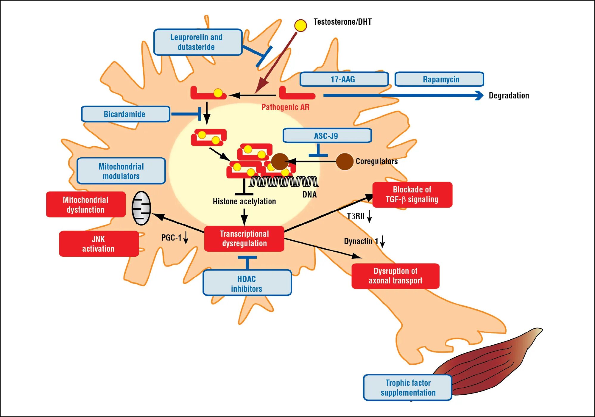 Atrophy asylum 2024. Pathophysiology. Pictures hypervolemiya Pathophysiology. Color Atlas of Pathophysiology. Figure 3 |Pathophysiology of als.