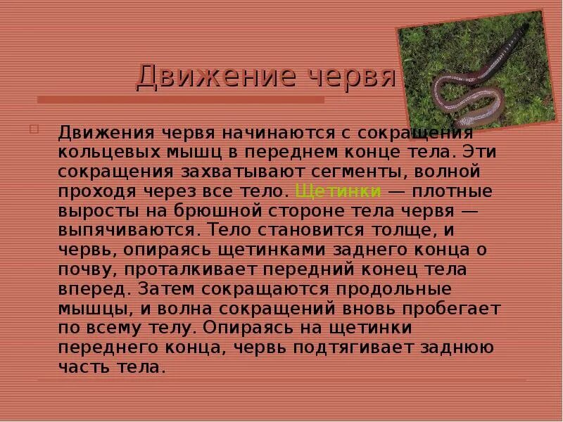 Дождевой червь передвигается. Движение дождевого червя. Способ передвижения дождевого червя.