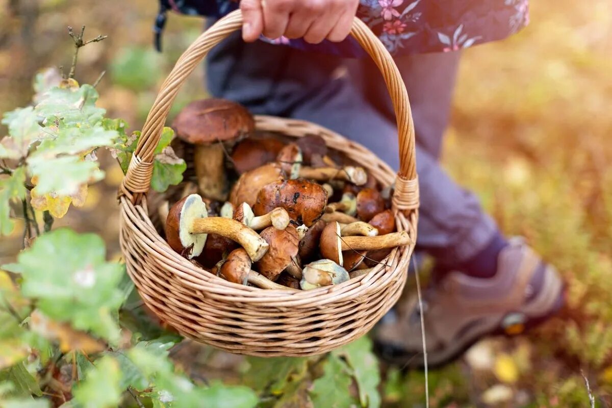 Хороша грибами время года. Грибы в лесу. Сбор грибов. Сбор грибов в лесу.
