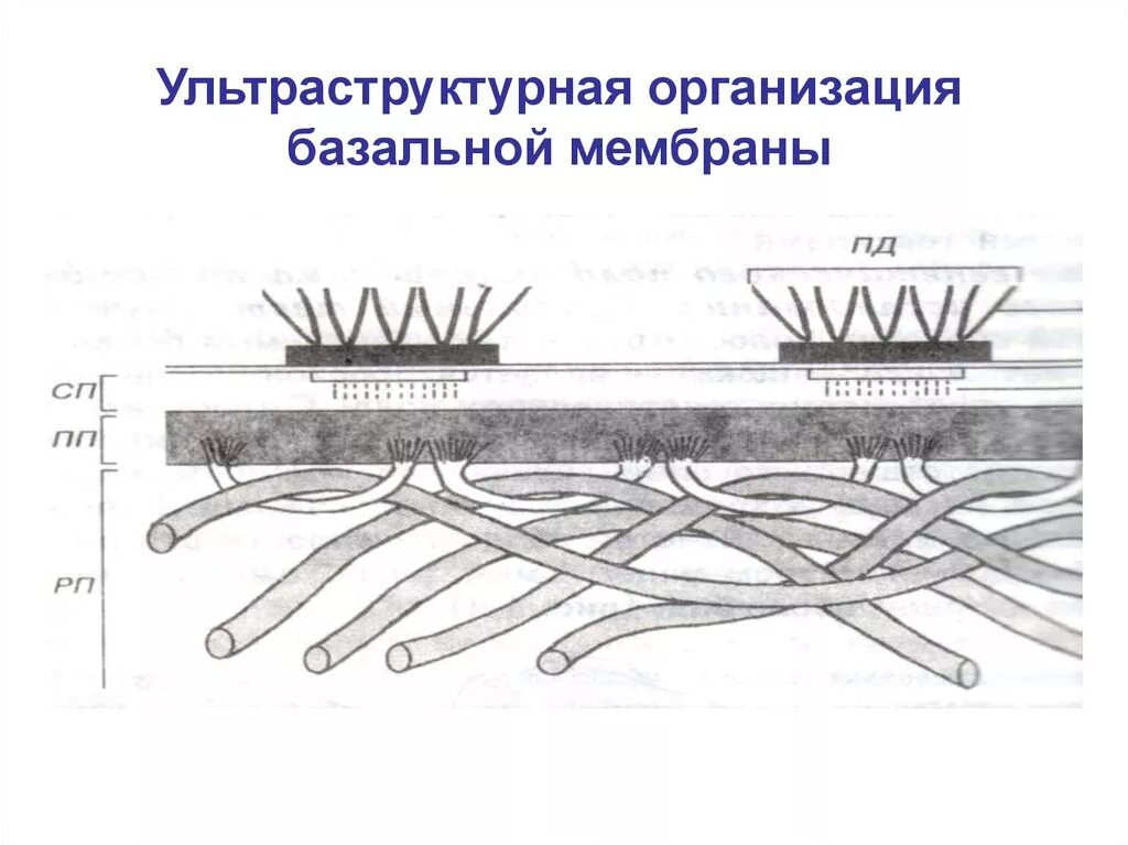 Базальная мембрана функции. Полудесмосомы базальной мембраны. Базальная мембрана клетки эпителия. Базальная мембрана Электронограмма. Морфофункциональная характеристика базальной мембраны.