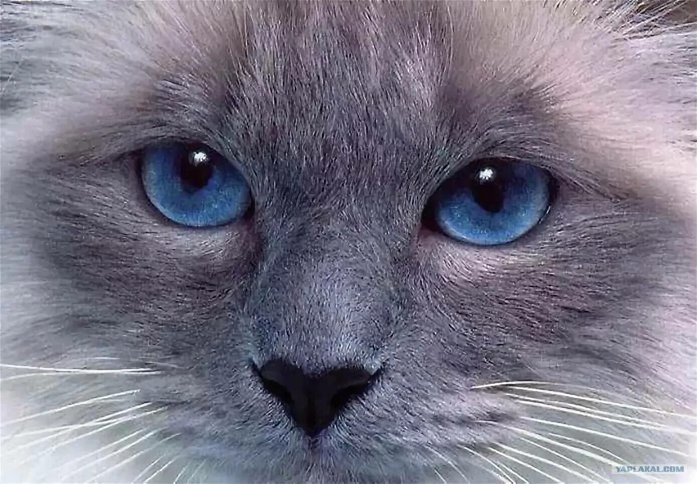 Глазки кошечки. Глаза кошки. Красивые коты. Котик с голубыми глазами. Голубоглазая кошка.