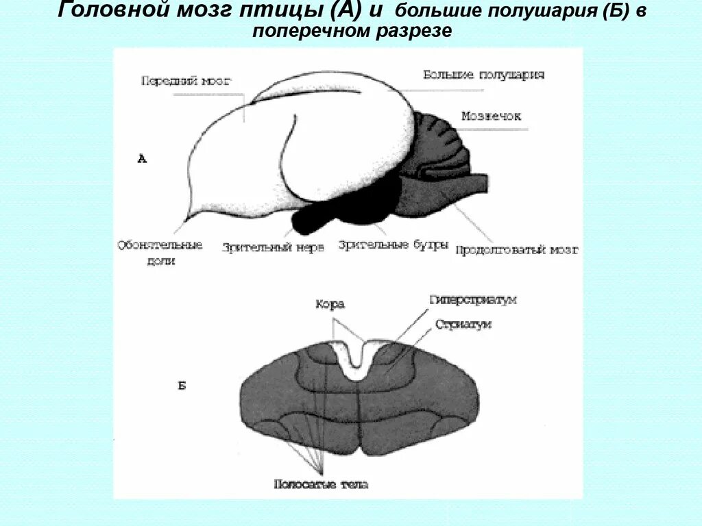 Строение головного мозга птиц. Головной мозг птицы рисунок. Отделы головного мозга у птиц. Передний мозг у птиц функции