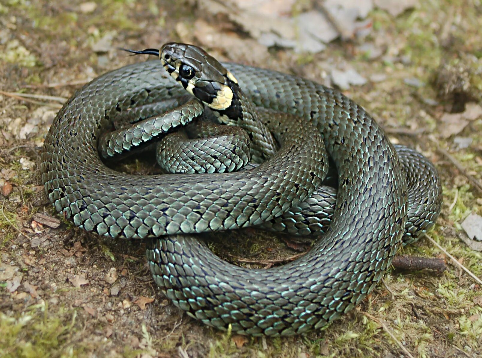 Grass snake. Обыкновенный уж Natrix Natrix. Обыкновенный уж (Natrix Natrix l.). Змея огневка Сибирская. Уж обыкновенный - змея неядовитая.