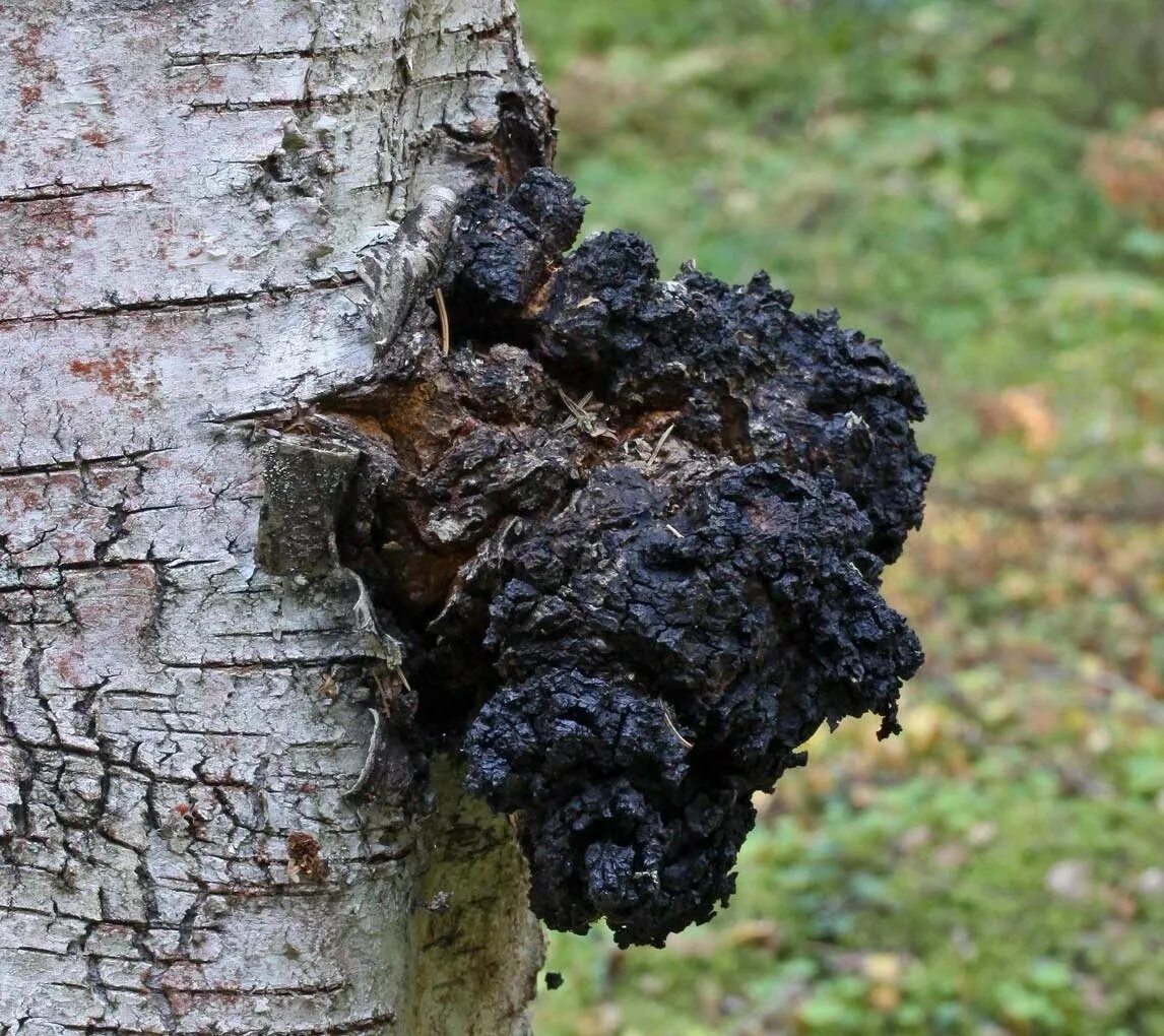 Чага противопоказания и побочные. Чага на Березе. Чага (березовый гриб). Чага (берёзовый гриб чага). Гриб чага на Березе.