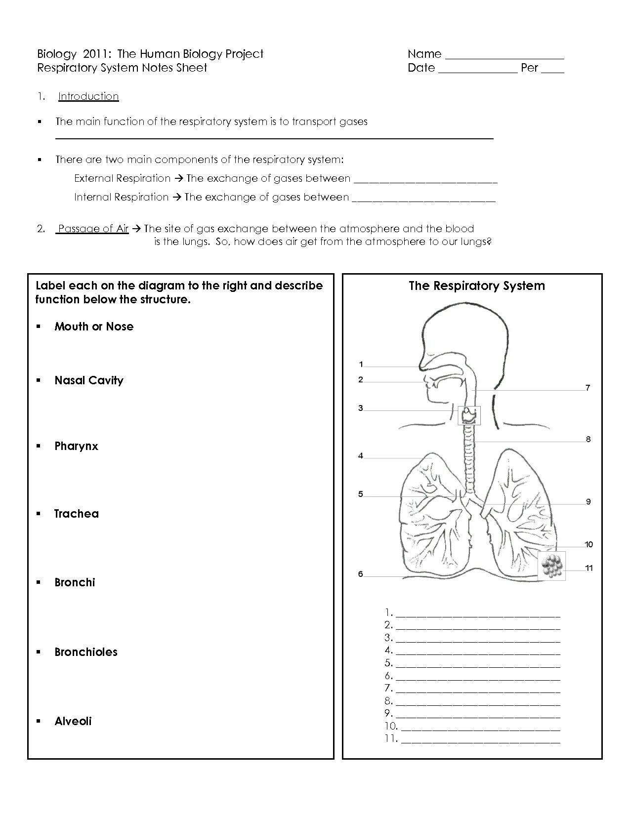 Самостоятельная работа по теме дыхательная система. Human respiratory system worksheets. дыхательная система на английском языке. respiratory system for kids. органы дыхания worksheets .ru.