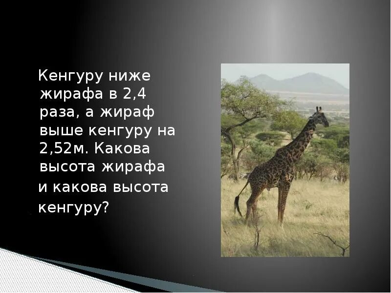 Кенгуру ниже жирафа в 2.4 раза. Задача про жирафа и кенгуру. Продолжительность жизни животных Жираф. Продолжительность жизни жирафа в природе. На рисунке изображен жираф