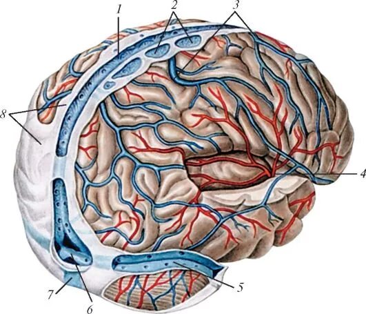 Отток крови от головного мозга. Вена Галена венозный отток. Оболочечные вены головного мозга анатомия. Поперечный венозный синус.