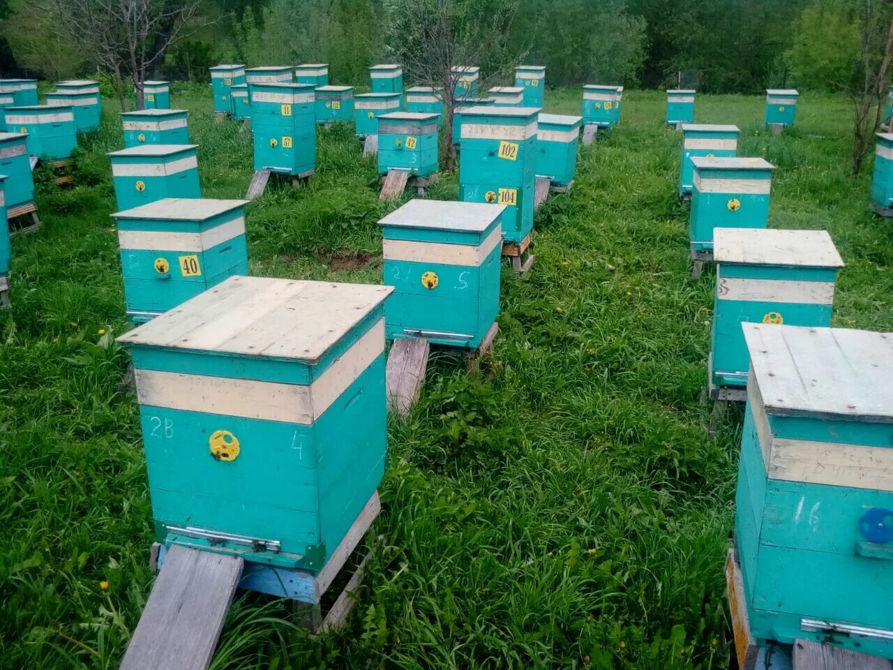 Купить пчел в калужской области. Деревня пчеловод Кукморского района. Пасека в Татарстане. Пчеловодство татар. Татарское Пчеловодство.