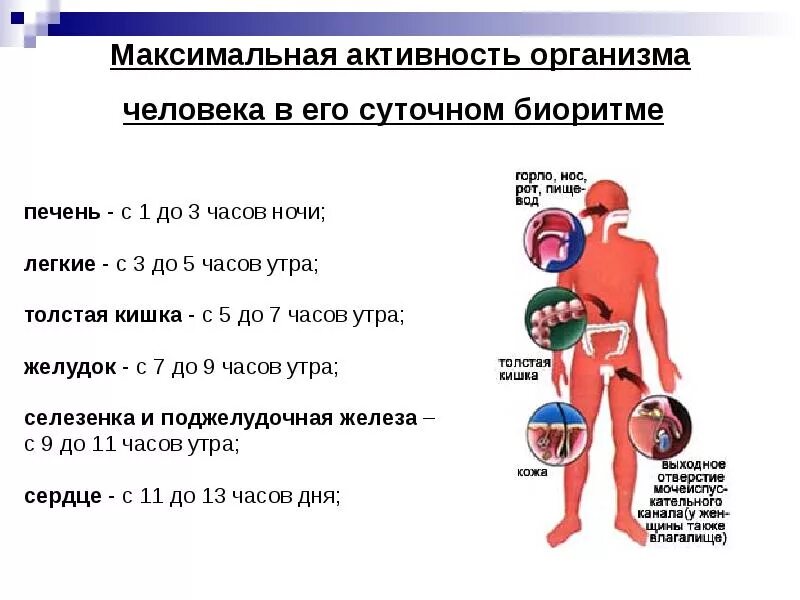 Сколько вырабатывает организм. Биологические часы человека. Биоритм организма человека. Активность органов человека. Биоритмы органов.