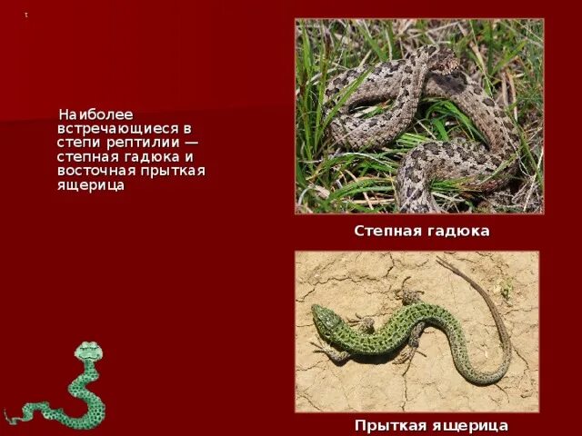 Степная гадюка 4 класс окружающий мир сообщение. Степная гадюка 4 класс окружающий мир сообщение