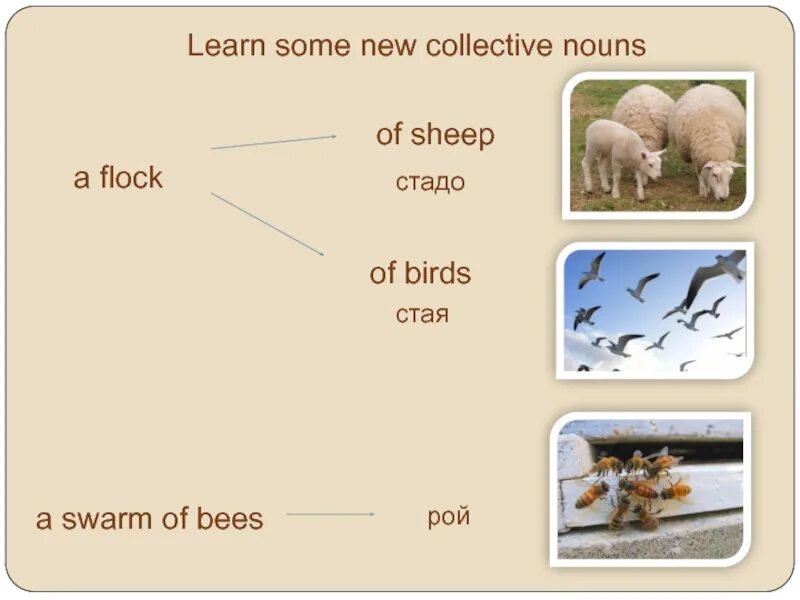 Collective Nouns презентация. Стая стадо на английском. Collective Nouns flock. Стая на английском