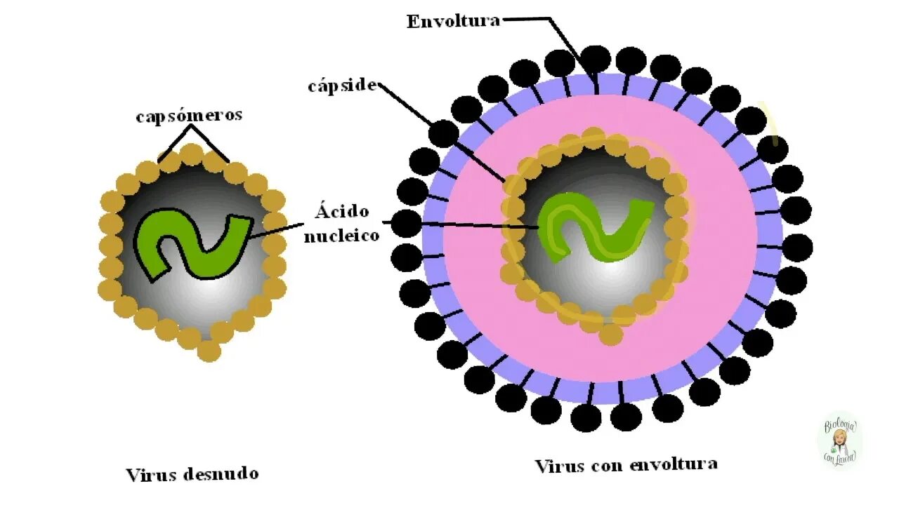 Find viruses. Вирус. Лос вирус. Retroviridae вирус.