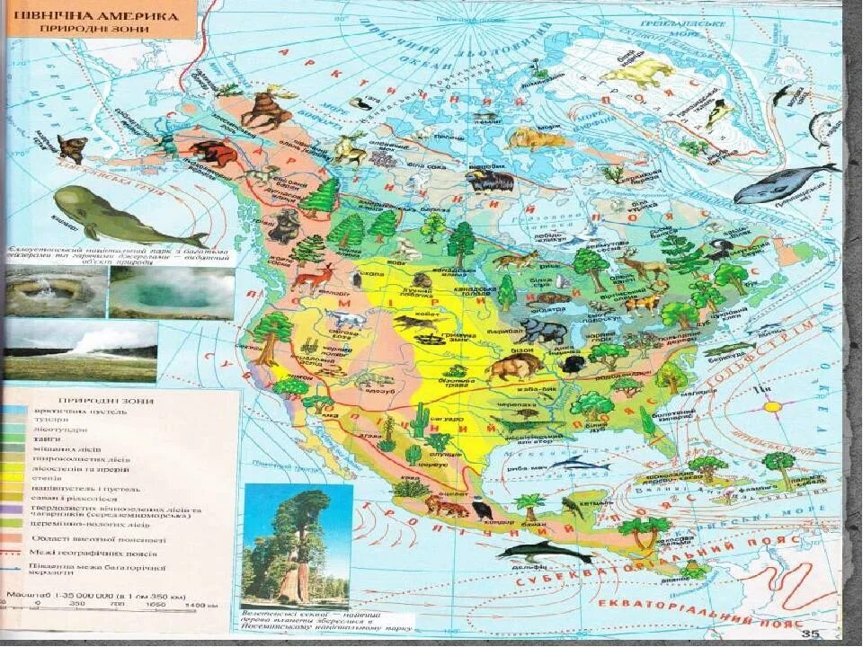 Северные материки 7 класс природные зоны. Карта растительности Северной Америки. Карта природных зон Северной Америки. Карта природных зон Америки. Карта растительности США.