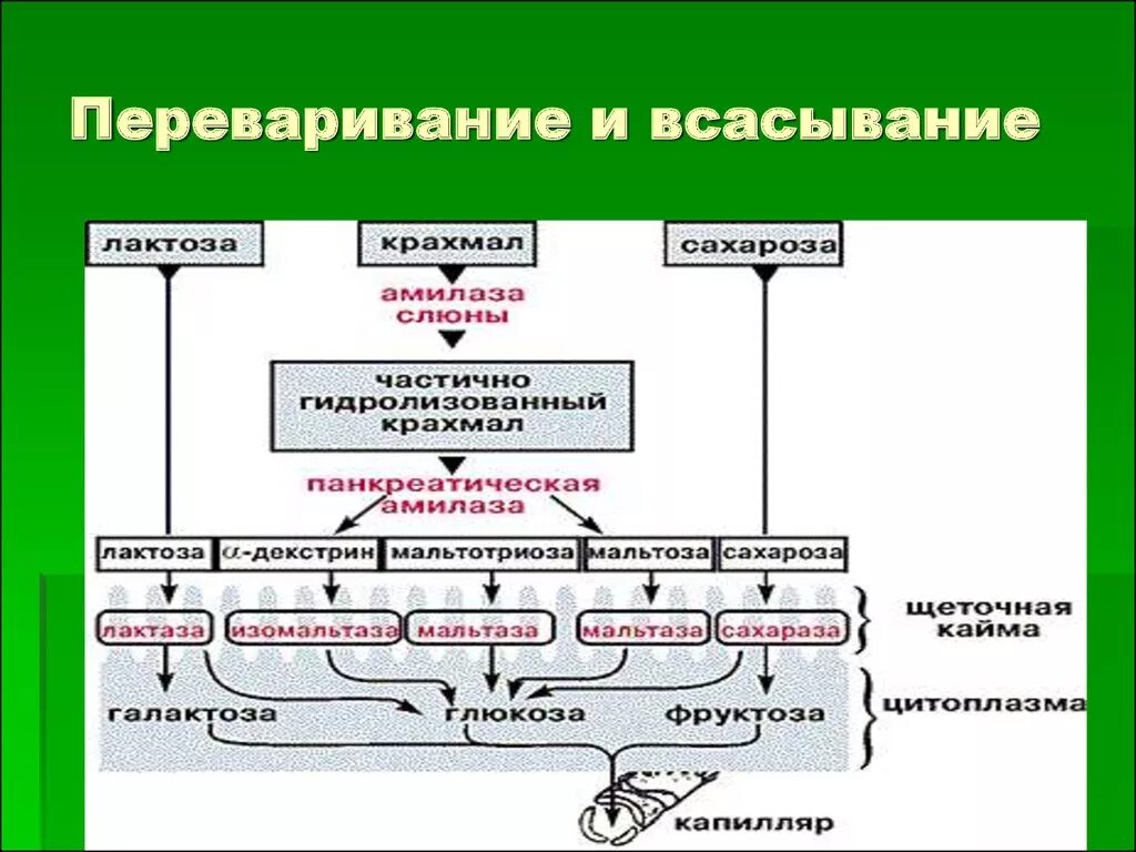 Переваривание растительных белков. Биохимические механизмы переваривания и всасывания углеводов. Общая схема переваривания углеводов. Схема переваривания углеводов биохимия. Схема переваривания углеводов в ЖКТ.