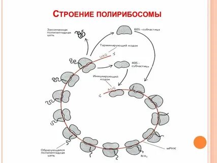 Формирование полисом