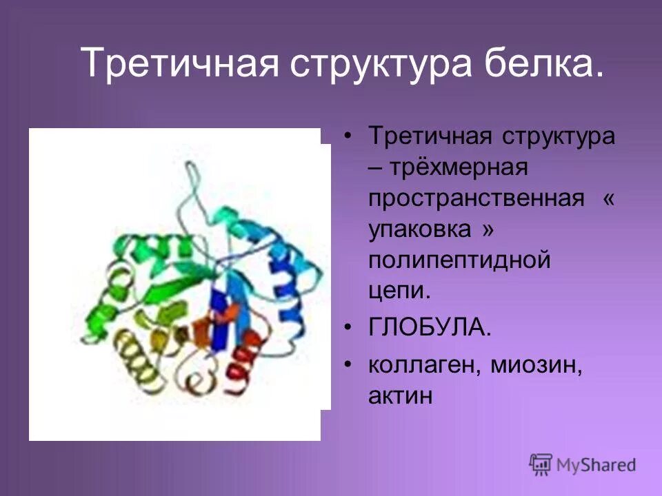 Структура белка представленная глобулой