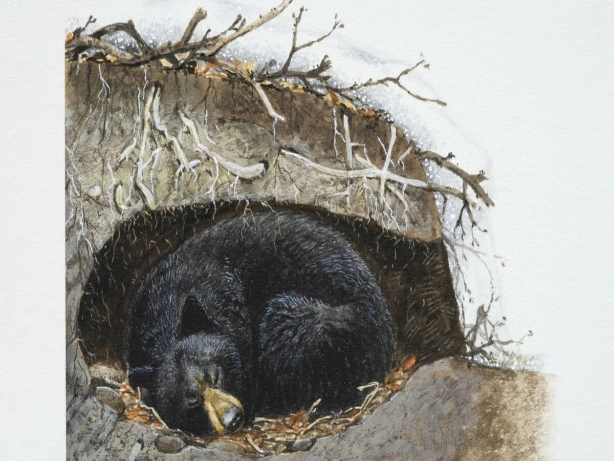 Берлога гималайского медведя. Животные спячка медведь в берлоге зимой. Медведь зимует в берлоге. Спячка медведя зимой. Медведь еж летучая мышь