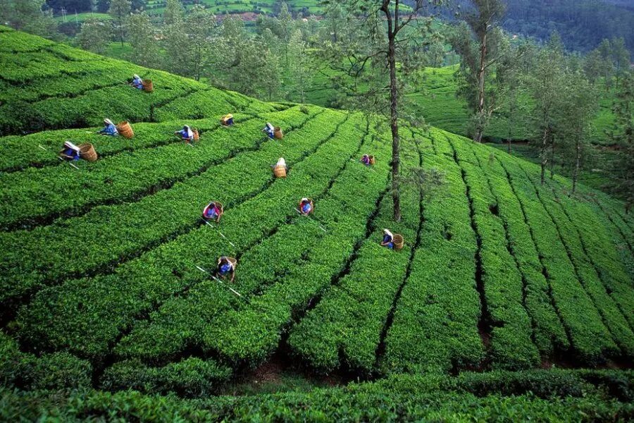 Виды плантаций. Чайные плантации Нувара Элия. Нувара Элия Шри Ланка плантация. Шри Ланка чайные плантации. Чайные плантации на Шри Ланке.