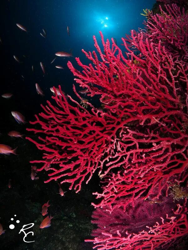 Красный коралл. Красивые кораллы. Океанические кораллы. Алые кораллы.