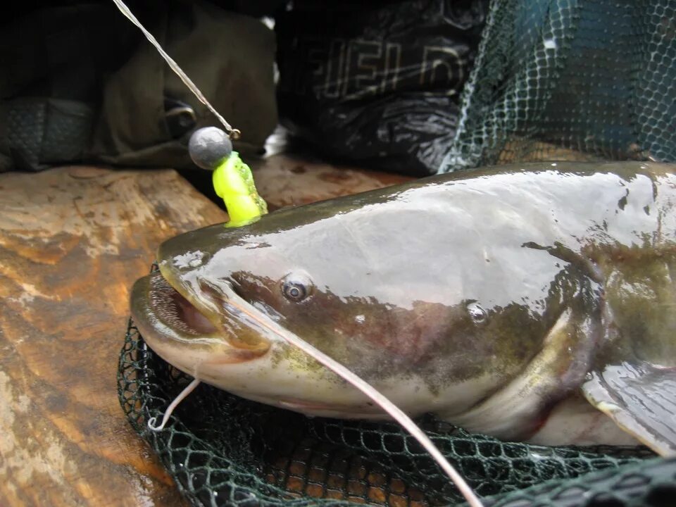 Ловля сома в августе - читайте на Сatcher.fish