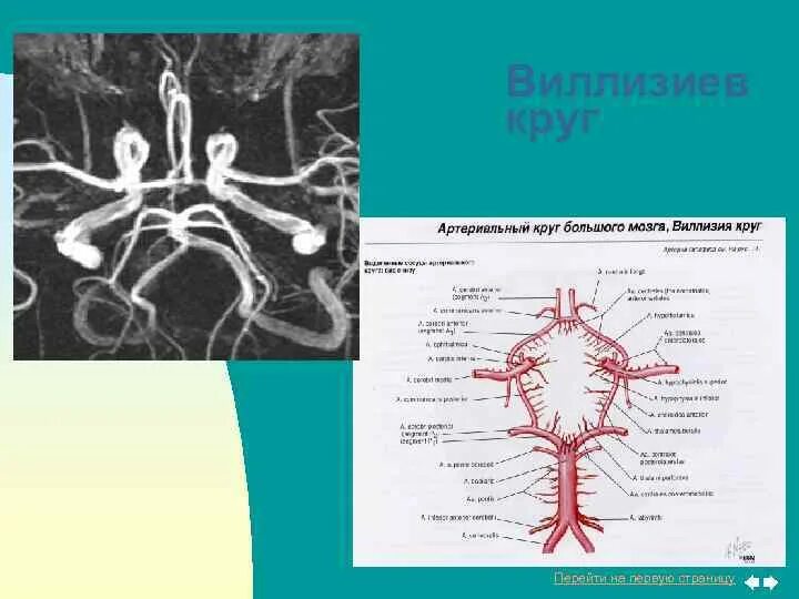 Виллизиев круг в головном мозге. Артериальный круг большого мозга Виллизиев круг. Сосуды артериального Виллизиева круга большого мозга. Сосуды Виллизиева круга анатомия.