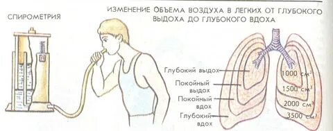Буквы обозначающие объем легких