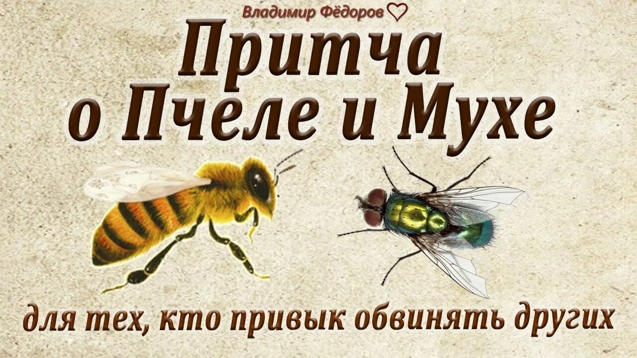 Про мух и пчел. Притча о пчеле и мухе для тех кто привык обвинять других. Афоризмы про пчел. Высказывание про пчел и мух. Цитаты про пчел.